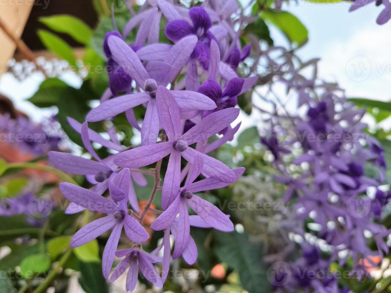 escalada plantar com roxa flores dentro a jardim foto