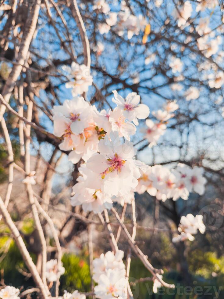 Maravilhoso Primavera dia com azul céu foto