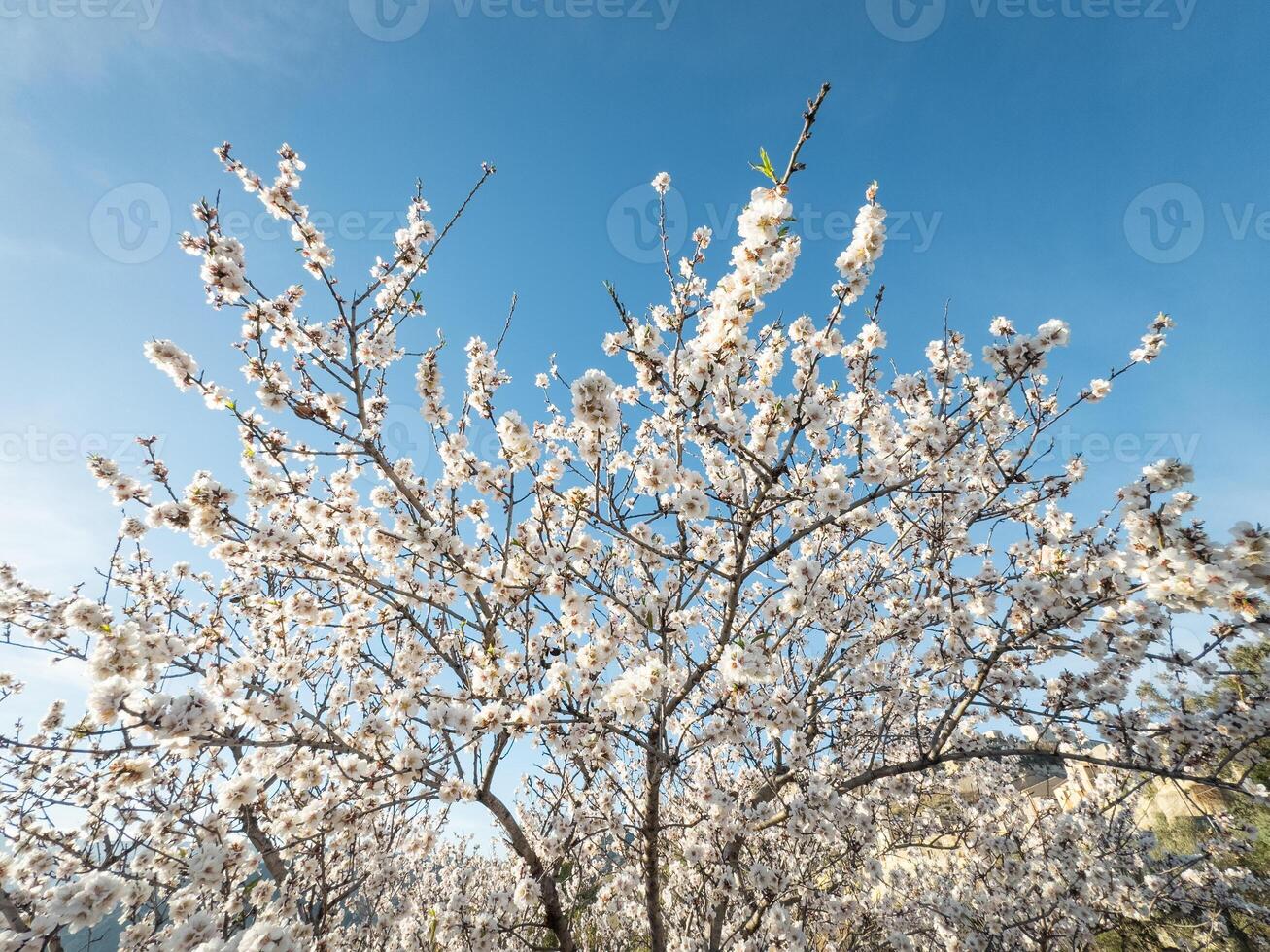 cores do a amêndoa Primavera foto