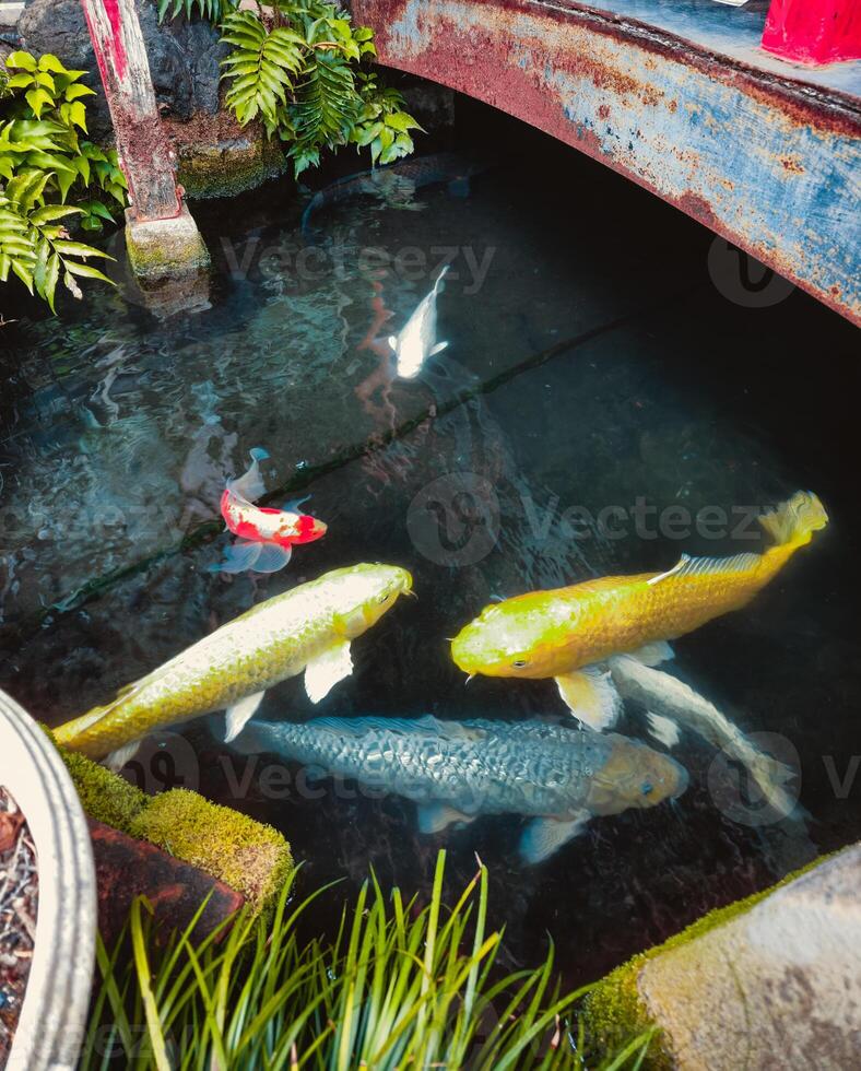 peixinhos dourados e carpas dentro a japonês água foto