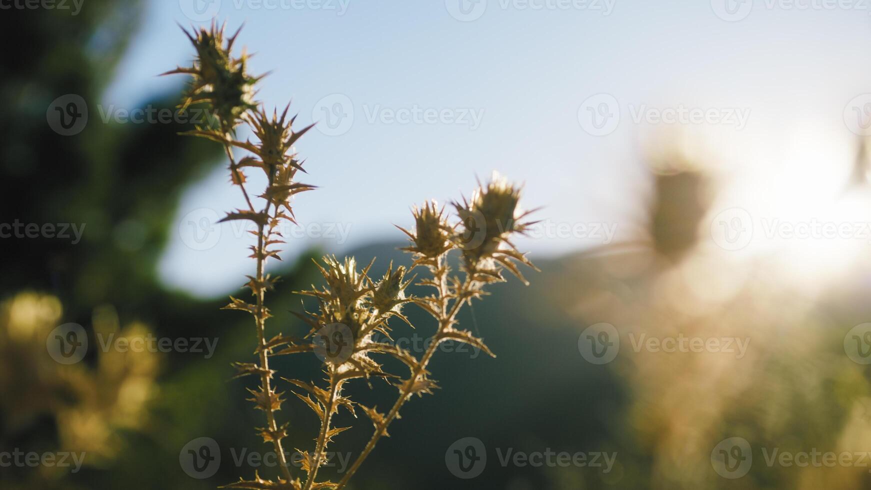 espinhoso flor às pôr do sol luz foto