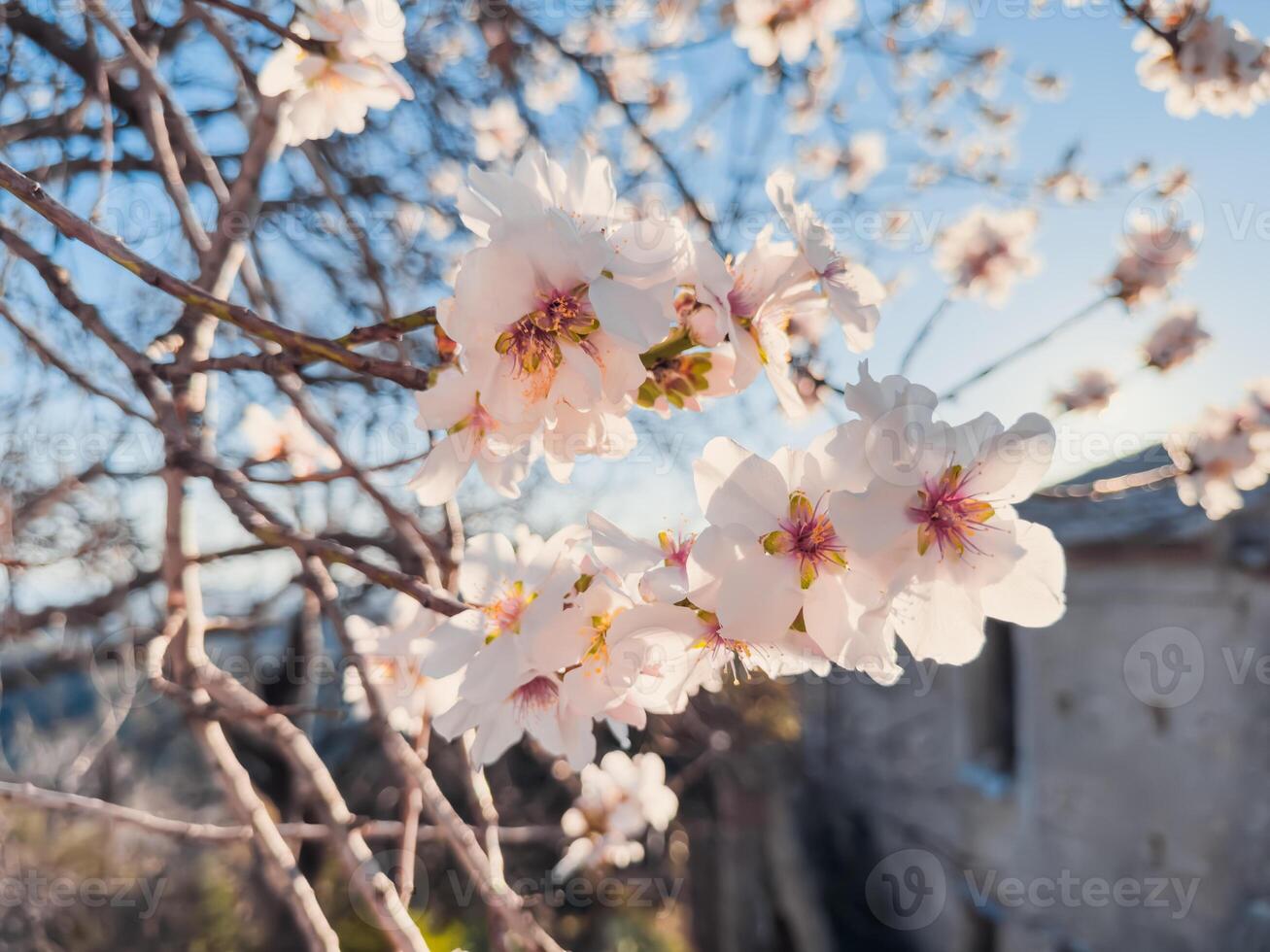 ramo com branco flores foto