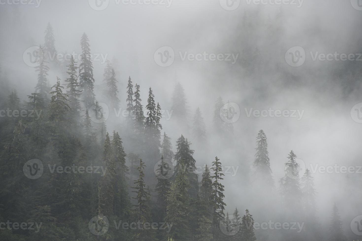 floresta nublada no Alasca foto