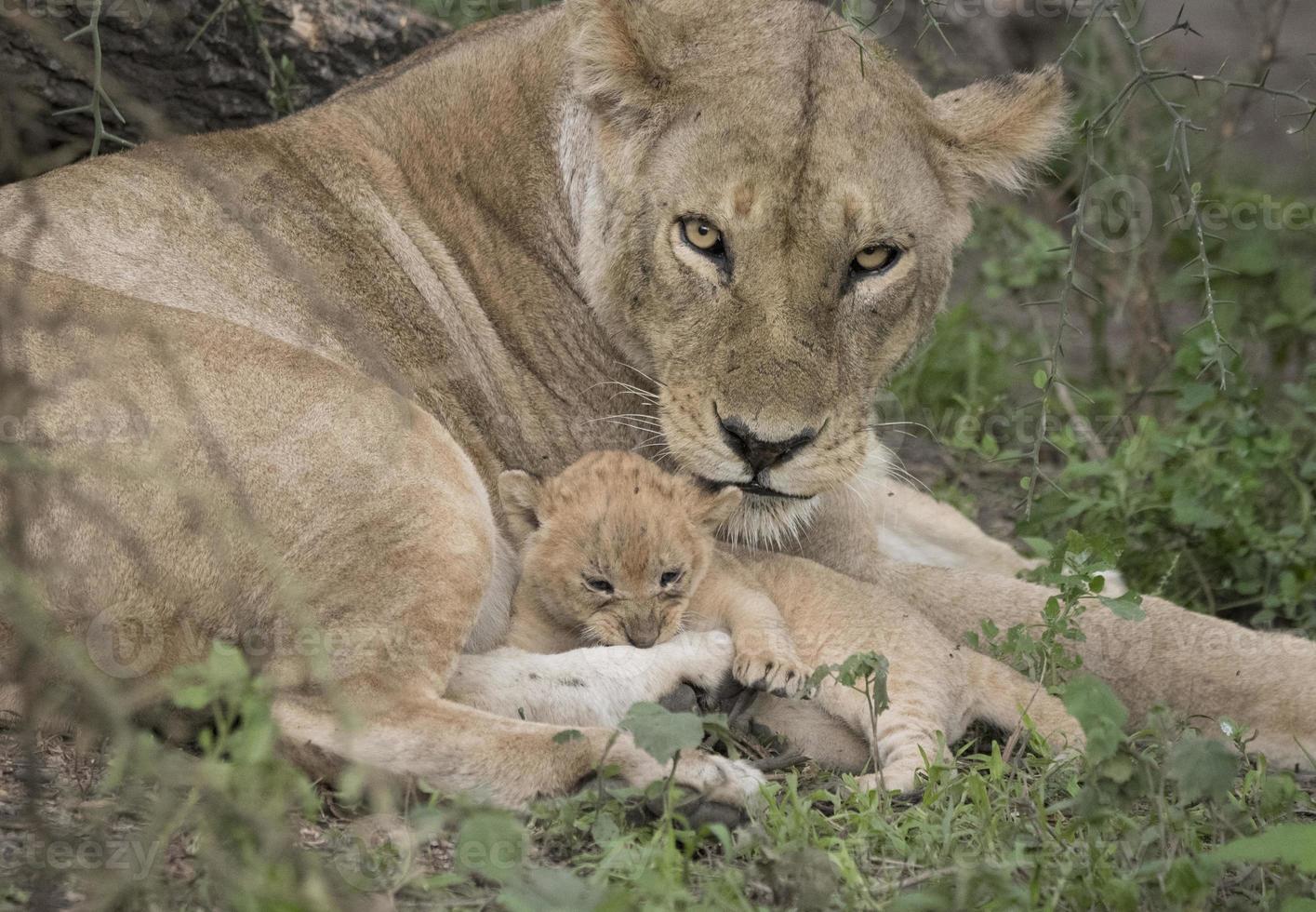 mamãe leão protetora, tanzânia foto