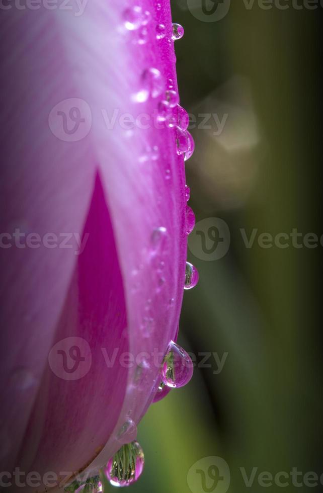 tulipa com gotas de orvalho foto