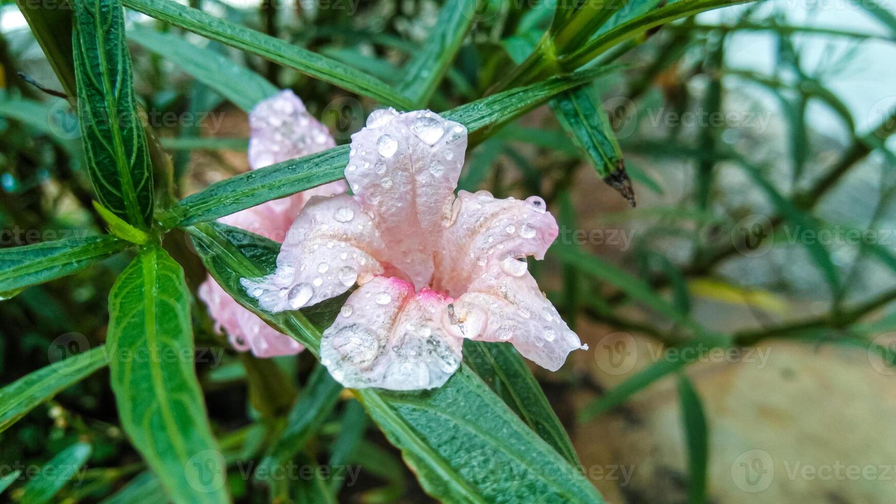 Rosa Ruélia floresce com orvalho água em anexo foto