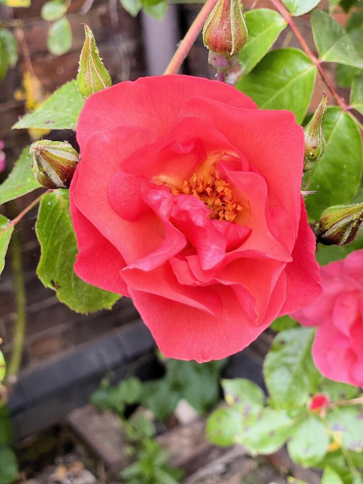 uma Visão do uma flor dentro meu jardim foto