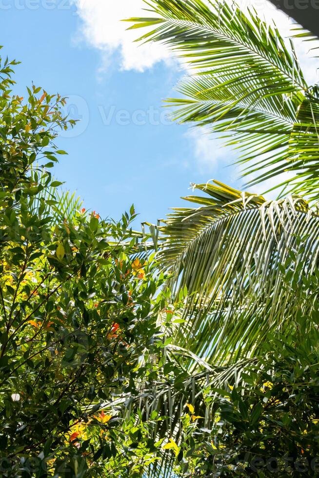 Palma folhas a partir de abaixo com azul céu. foto