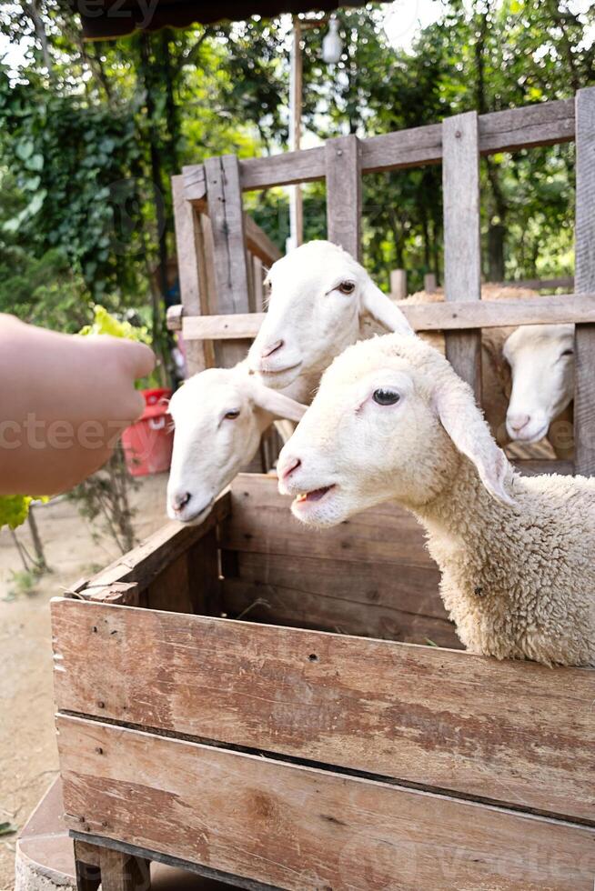 mulher alimentando ovelha dentro redil. foto