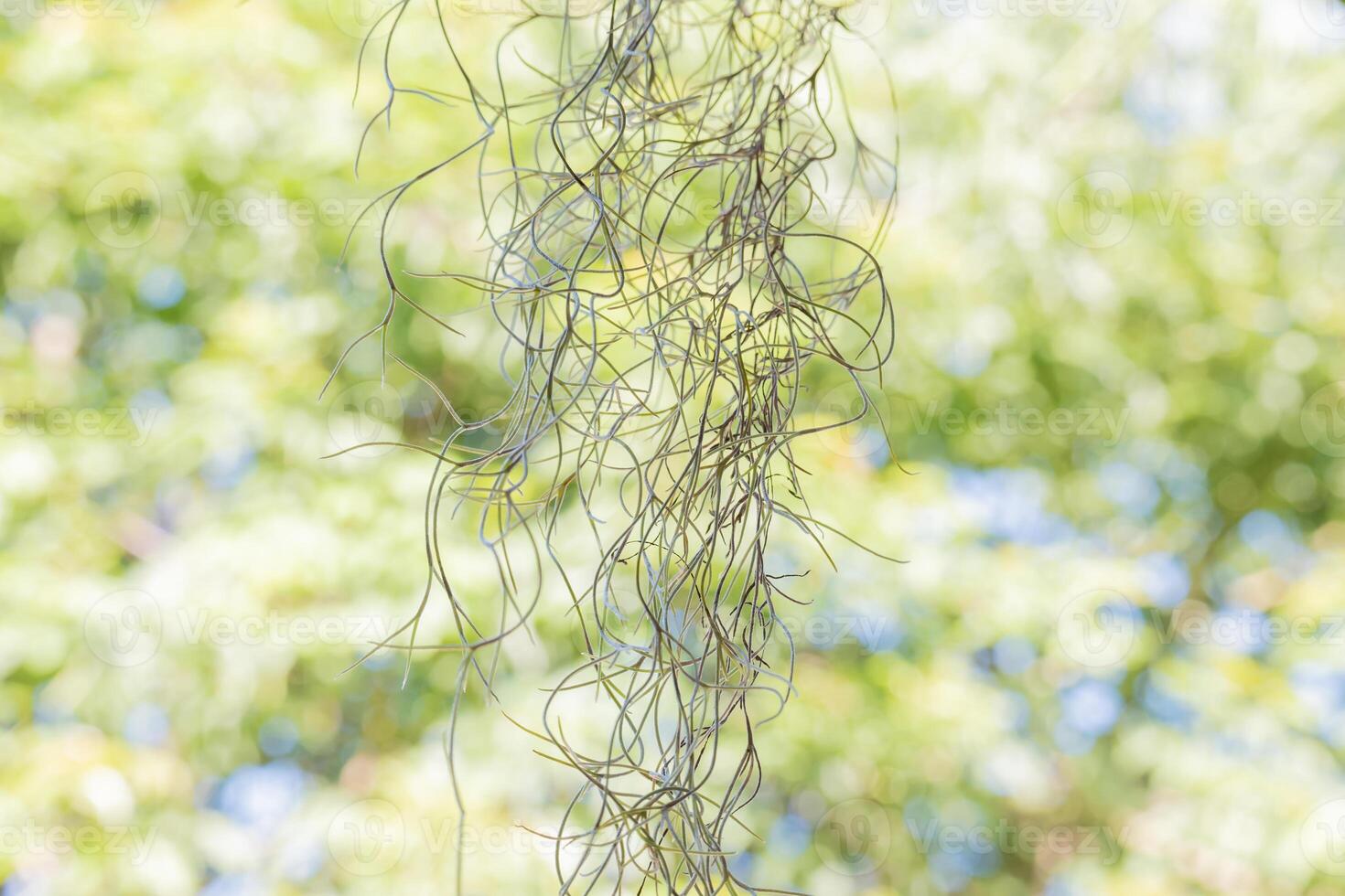 Tillandsia usneoides plantar Além disso chamado velho do homem barba. foto