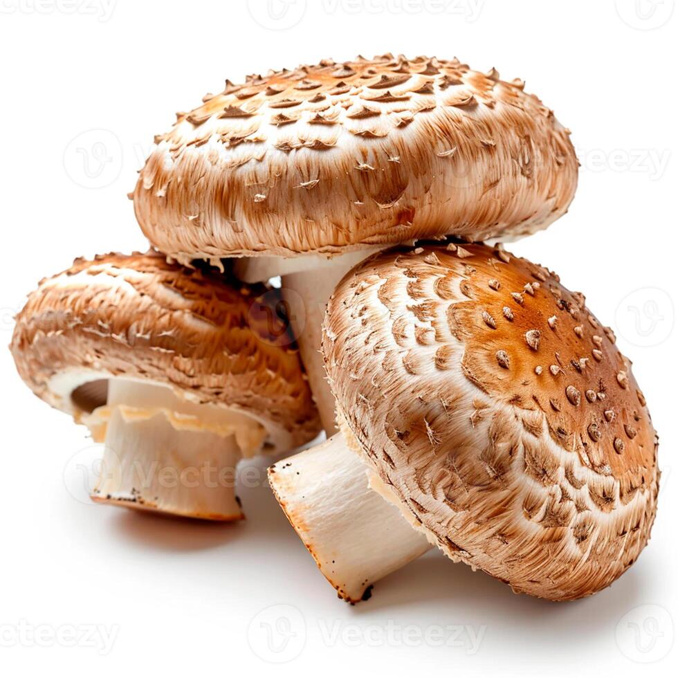ai gerado comestível cogumelos em uma branco isolado fundo - ai gerado imagem foto