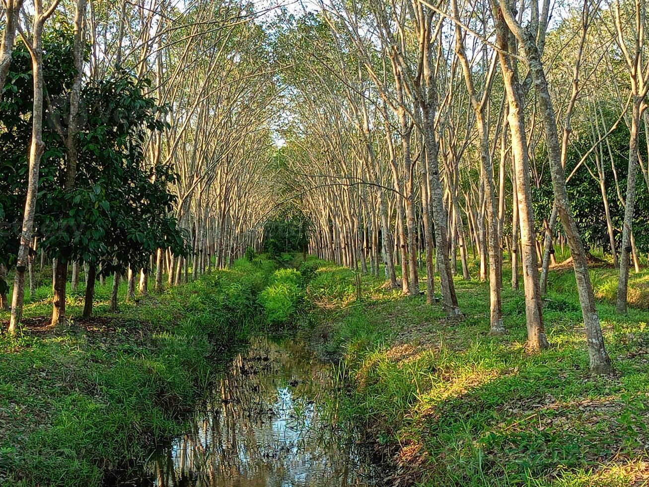 exuberante borracha plantações dentro sulista Tailândia foto