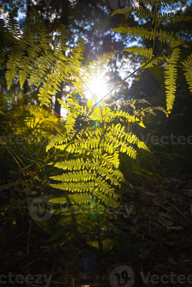 samambaia folhas e direto luz solar. floresta Visão dentro vertical tomada. foto