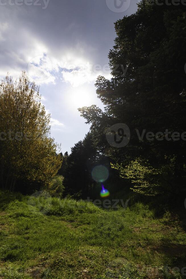 floresta Visão com árvores e Sol e parcialmente nublado céu foto