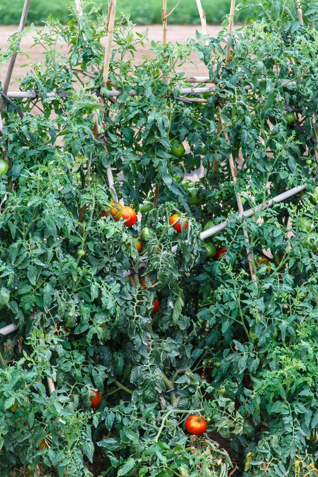 amadurecimento tomates dentro a aberto campo. foto