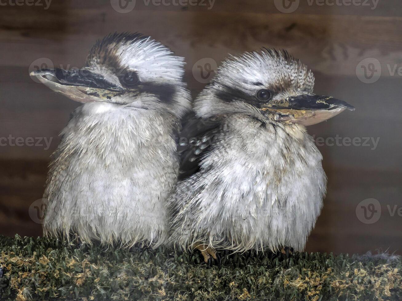 kookaburra casal a australiano rindo pássaro foto