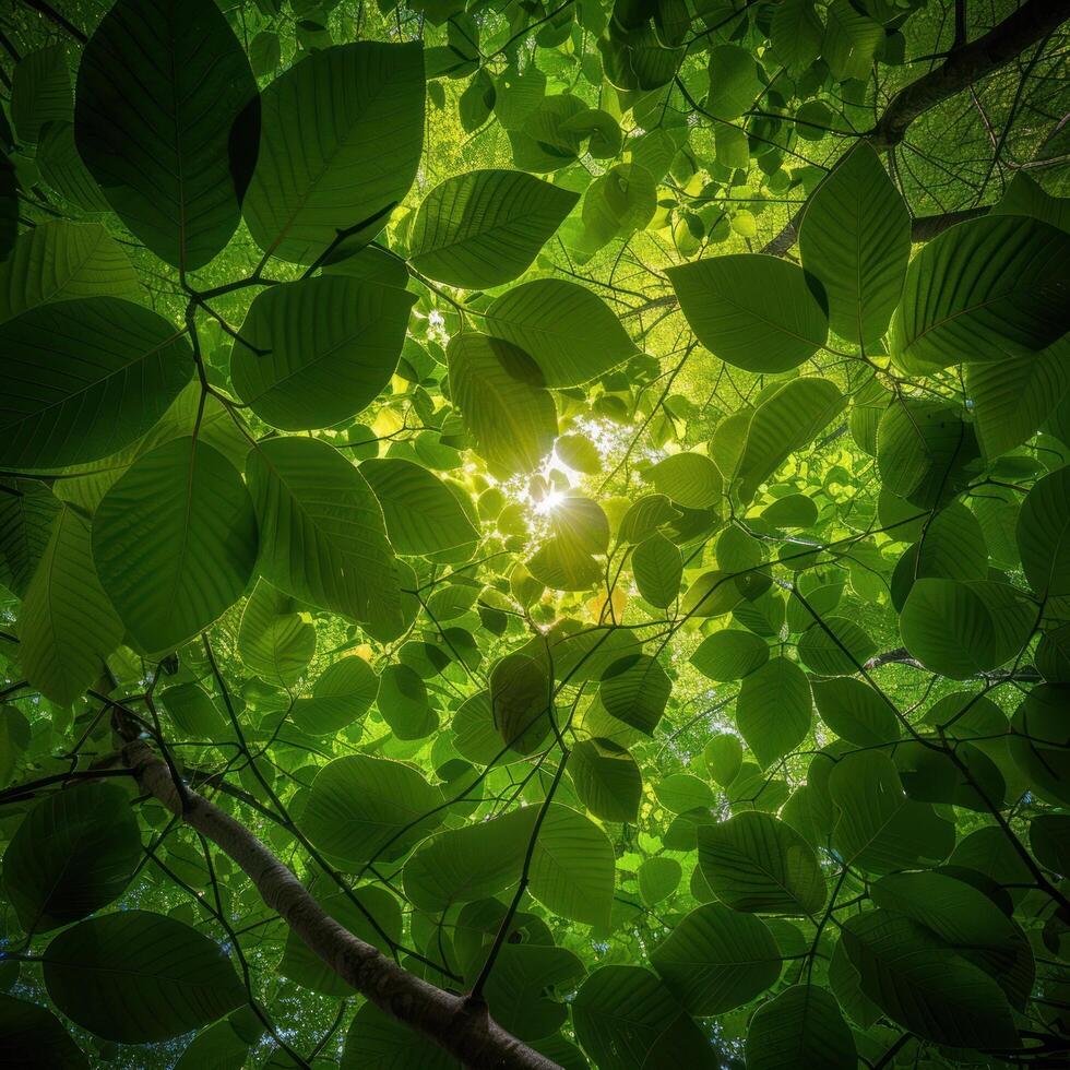 ai gerado luz solar filtrando através uma marquise do fresco verde folhas elencos encantador padrões em uma floresta chão foto