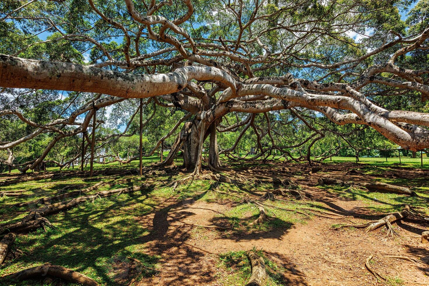 ficus benjamina árvore foto