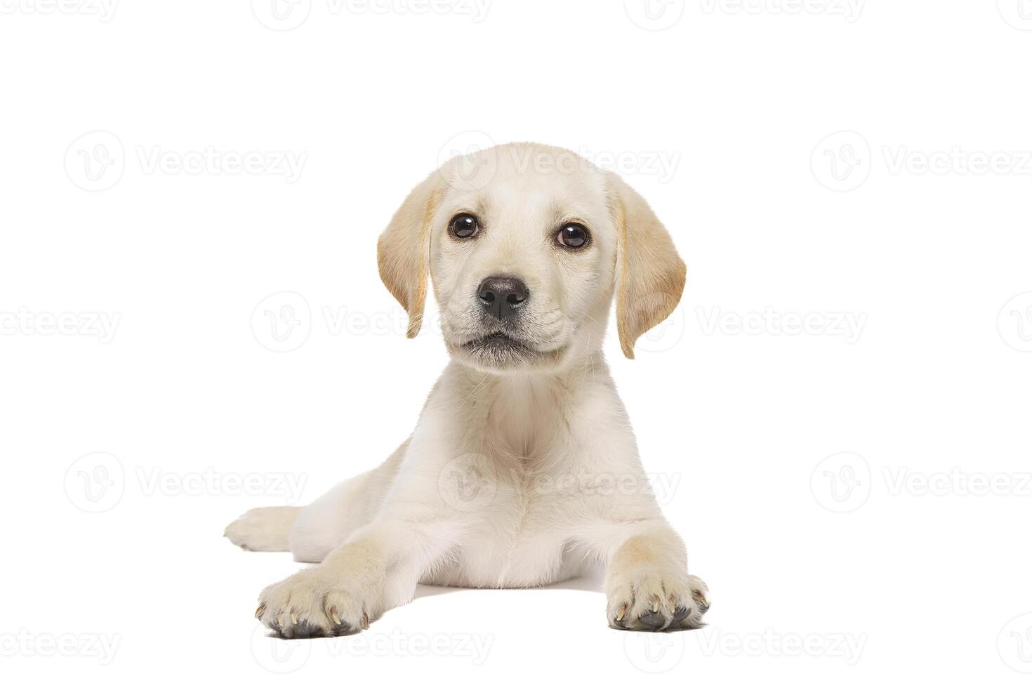 cachorro labrador isolado em branco fundo foto