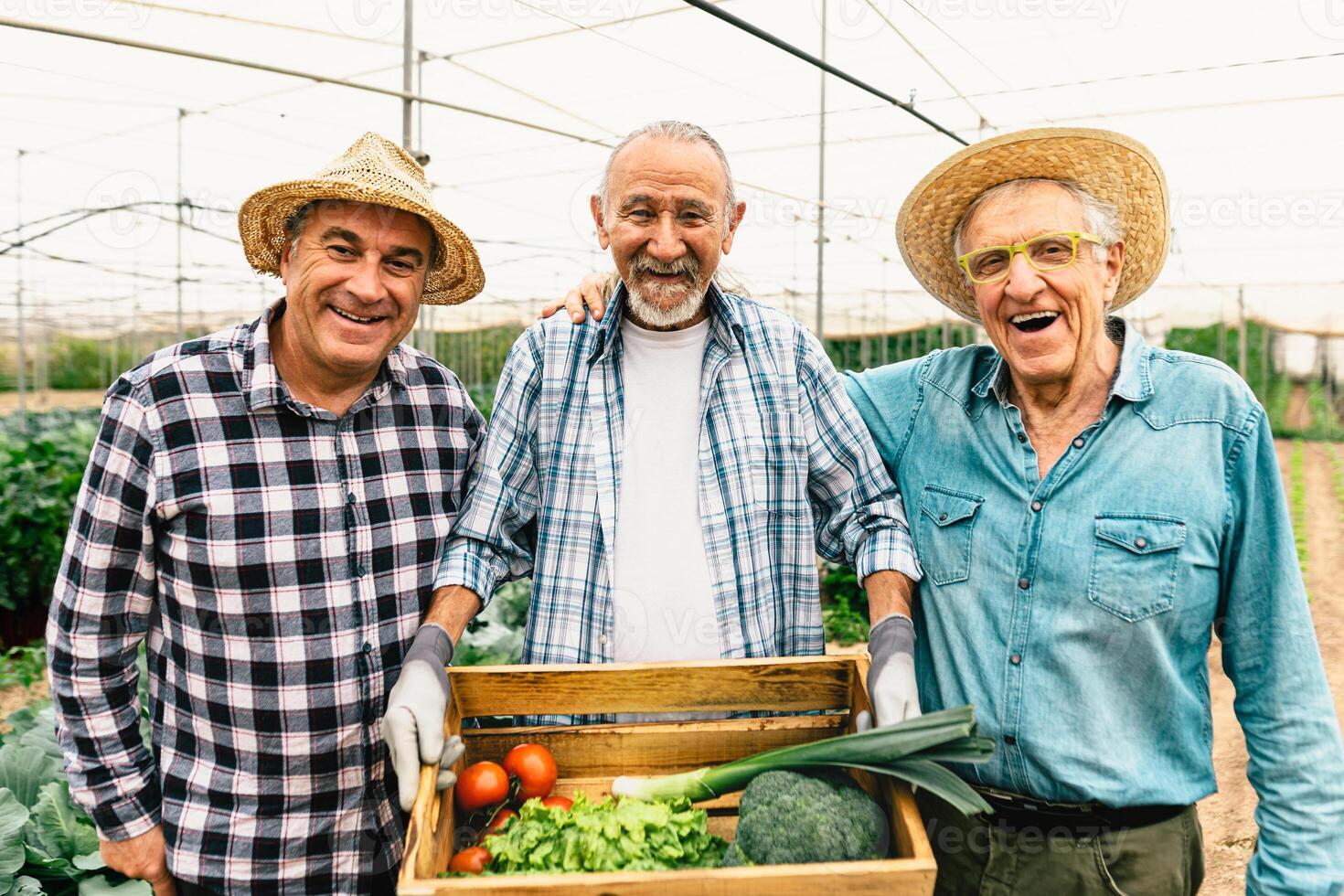 multirracial Senior agricultores trabalhando dentro agrícola estufa - Fazenda pessoas cooperativo conceito foto