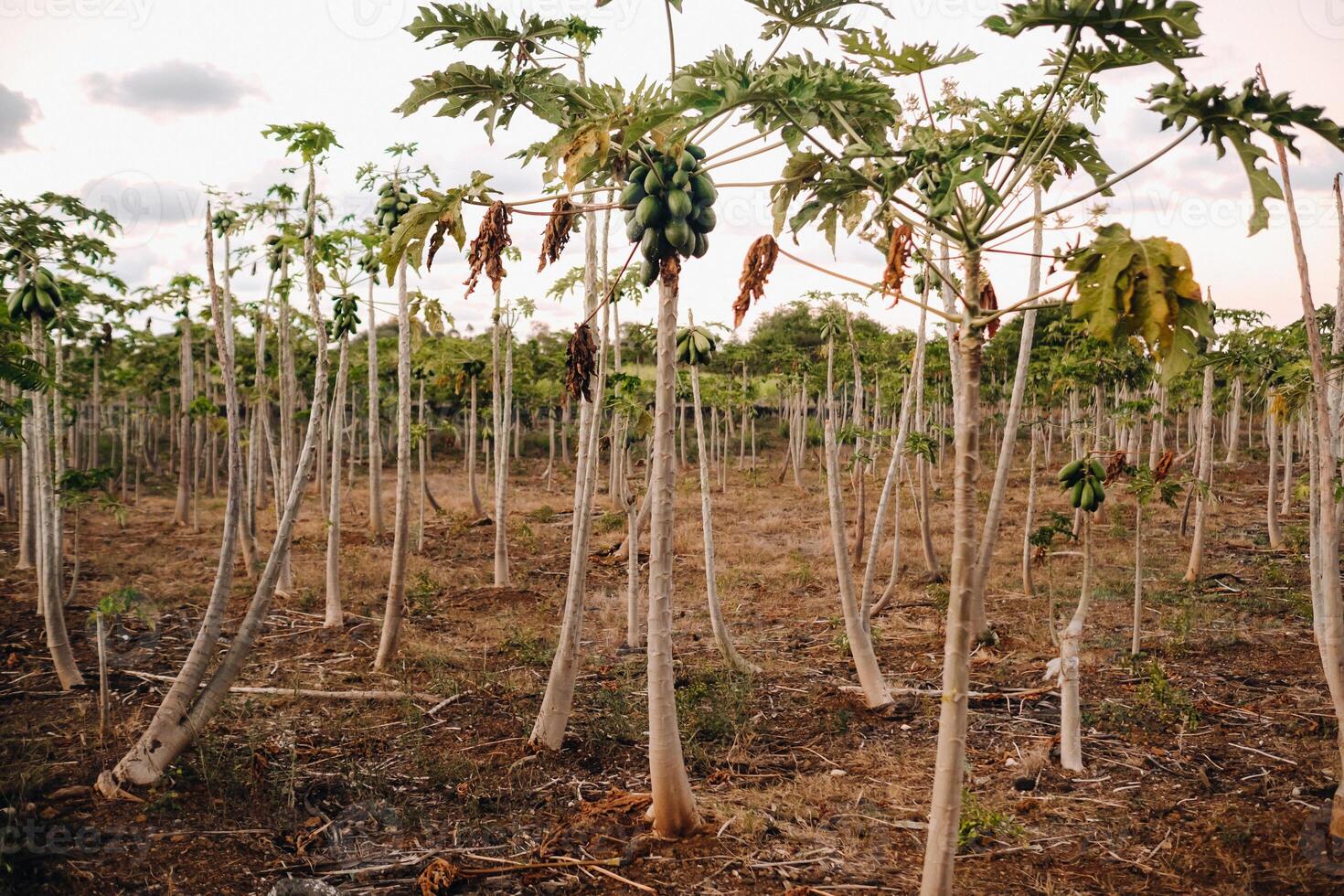 mamão fruta plantação em a ilha do Maurícia foto