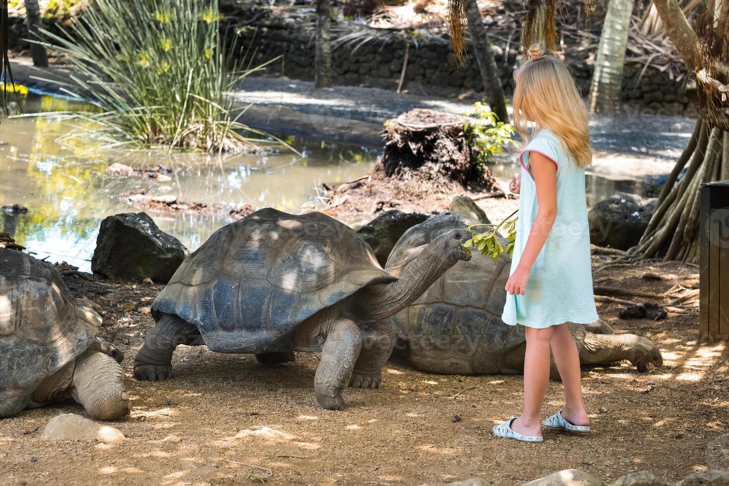 Diversão família entretenimento dentro maurício. uma menina feeds uma gigante tartaruga às a Maurícia ilha jardim zoológico foto