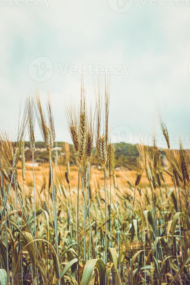 lindo trigo campo vintage cor foto