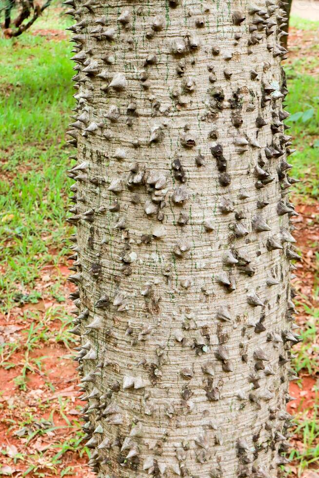 fechar acima do a usual latido do a anígico árvore Além disso conhecido Como a fio dental seda este estão encontrado ao longo a savanas ou cerrado do Brasil foto