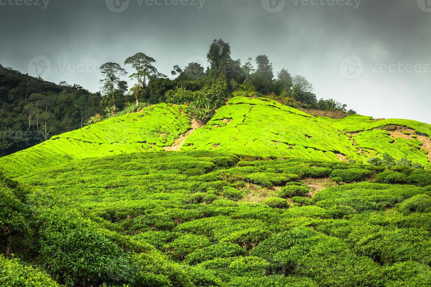 plantação de chá cameron highlands, malásia foto