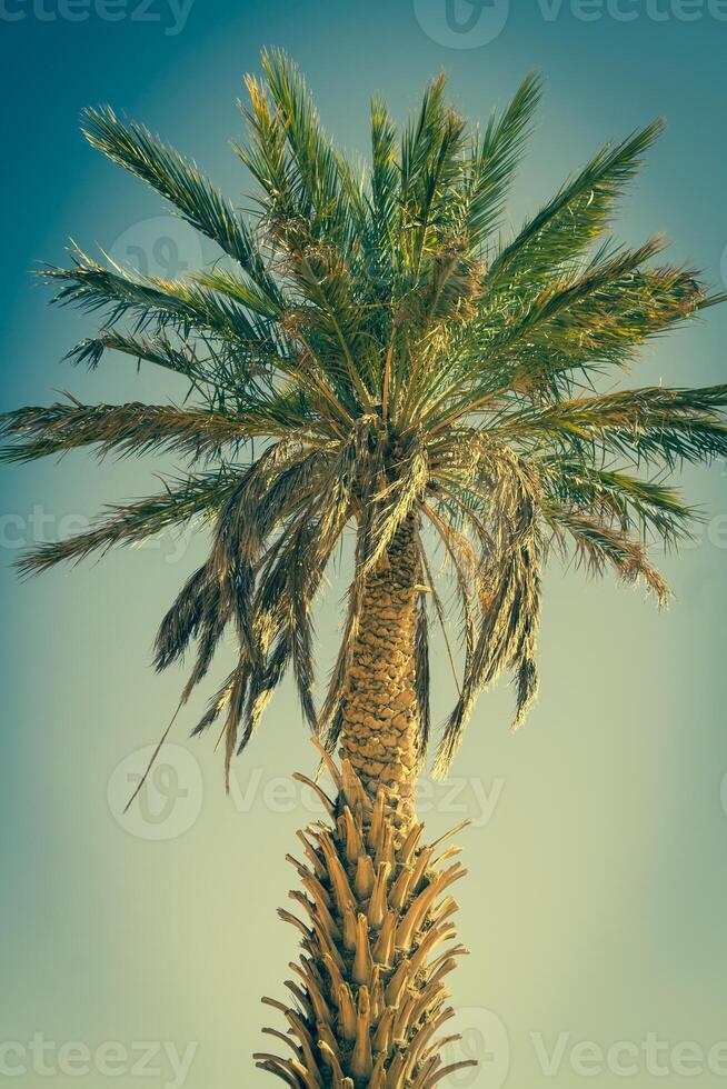Palma árvore dentro erg chebi, às a ocidental Beira do a sahara deserto foto