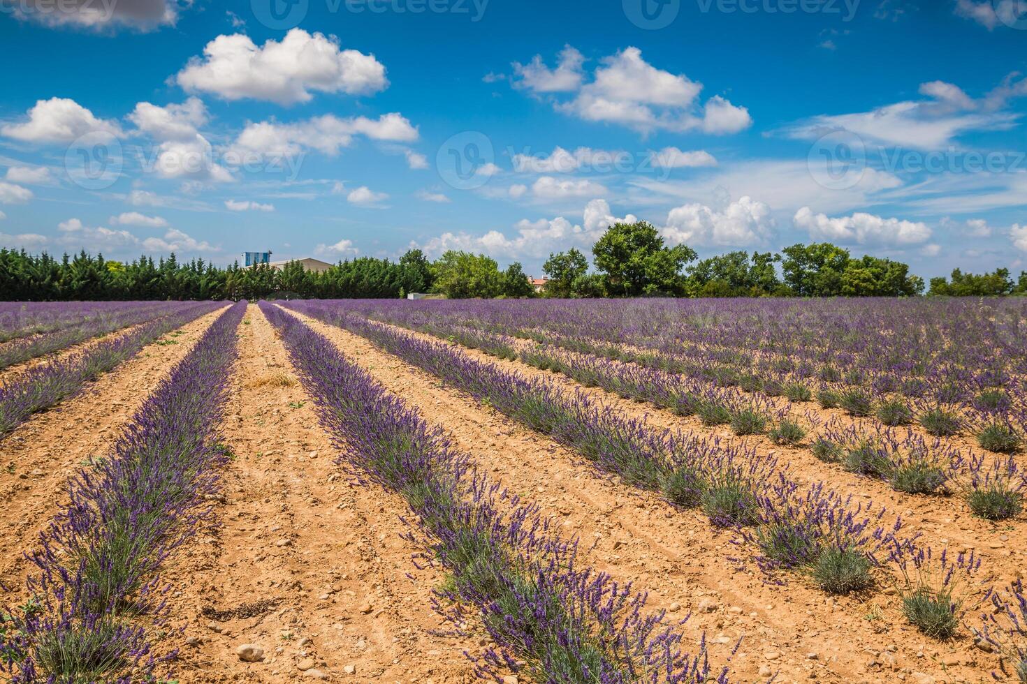 lavanda Campos perto valensole dentro Provença, França. linhas do roxa flores famoso, popular destino e Lugar, colocar para turistas para fazer Férias dentro verão foto