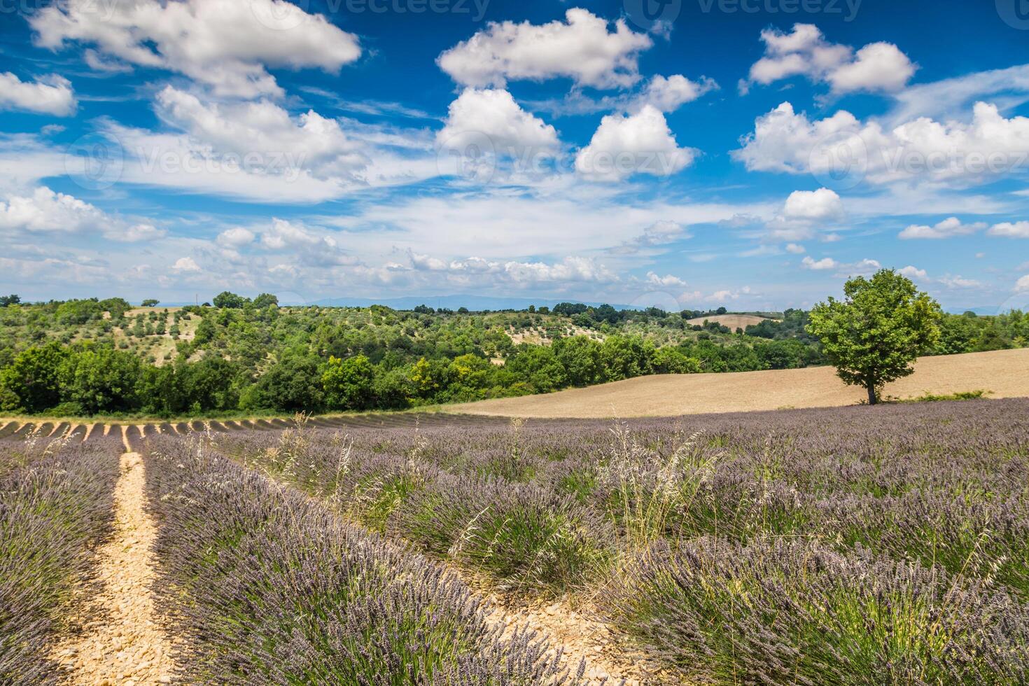 lavanda Campos perto valensole dentro Provença, França. linhas do roxa flores famoso, popular destino e Lugar, colocar para turistas para fazer Férias dentro verão foto