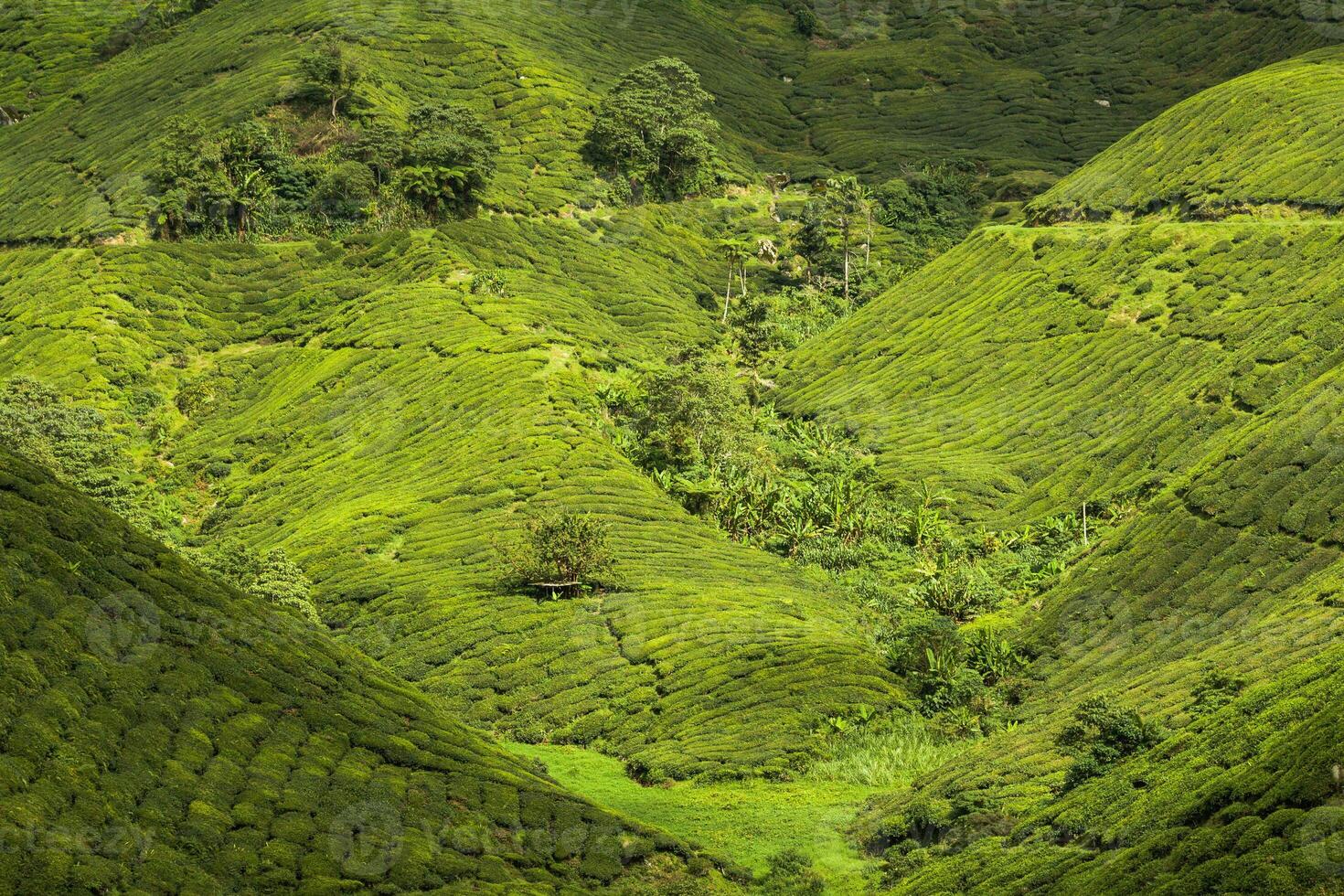 panorama Visão do chá plantação dentro Cameron terras altas foto