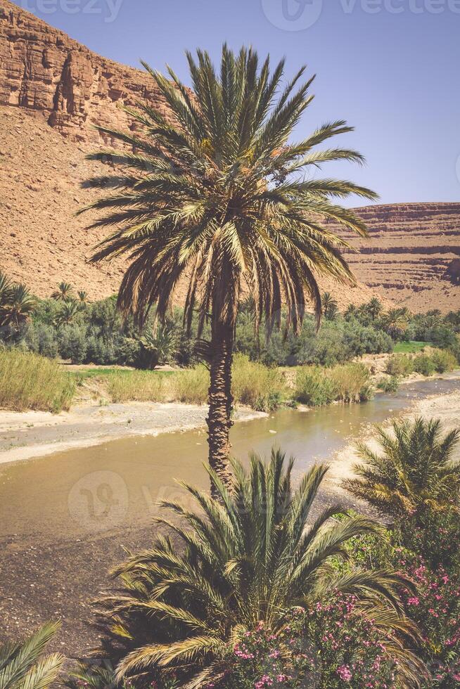 Largo Visão do desfiladeiro e cultivado Campos e Palmeiras dentro errachidia vale Marrocos norte África África foto