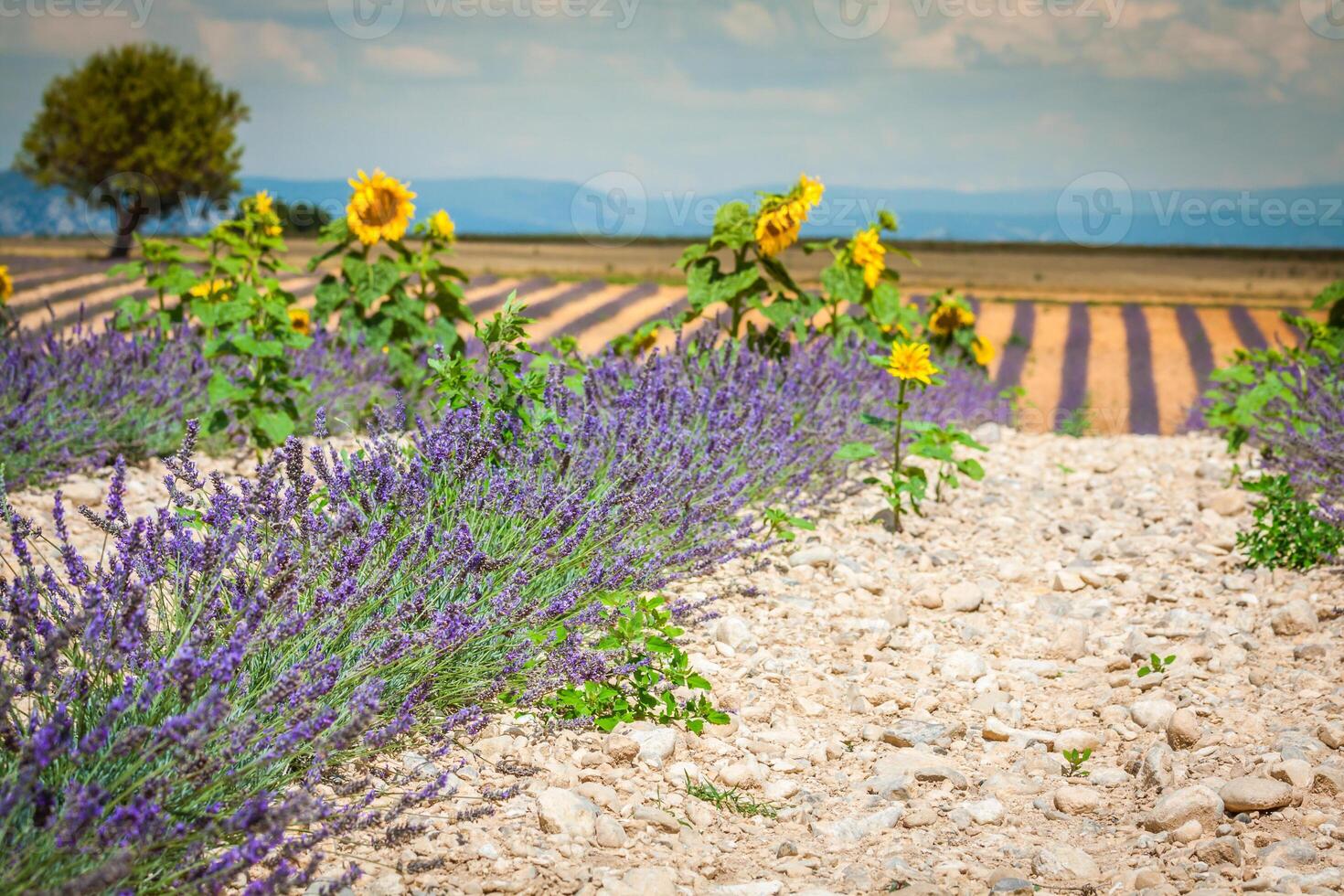 lavanda campo. a platô do valensole dentro provence foto