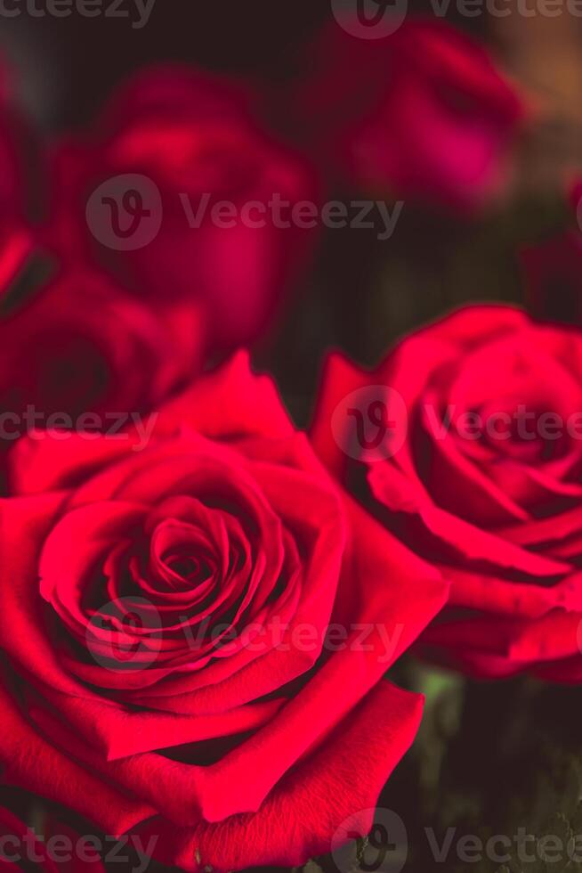 vermelho rosas sobre dia dos namorados dia foto