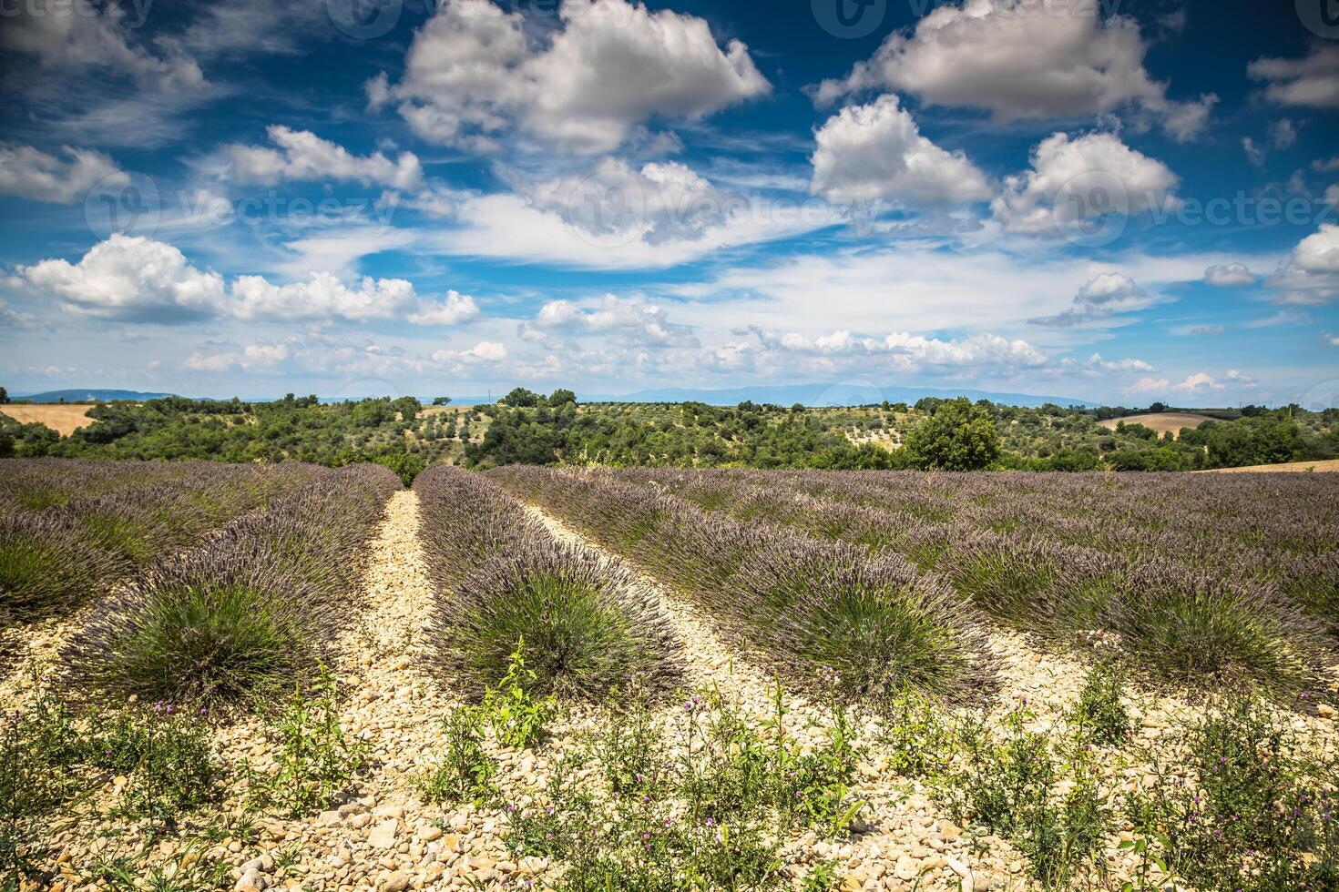 lavanda campo dentro a região do Provença, sulista França foto