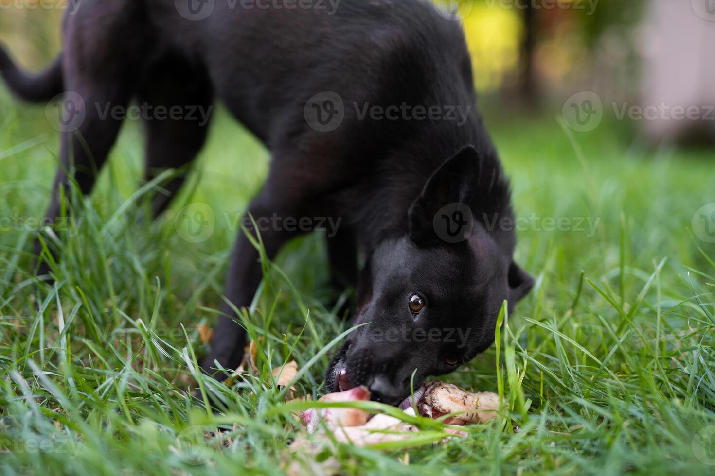 Preto jovem cachorro come osso em a Relva ao ar livre foto