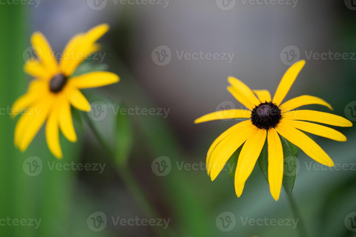 lindo amarelo Rudbeckia flores crescer dentro a jardim foto