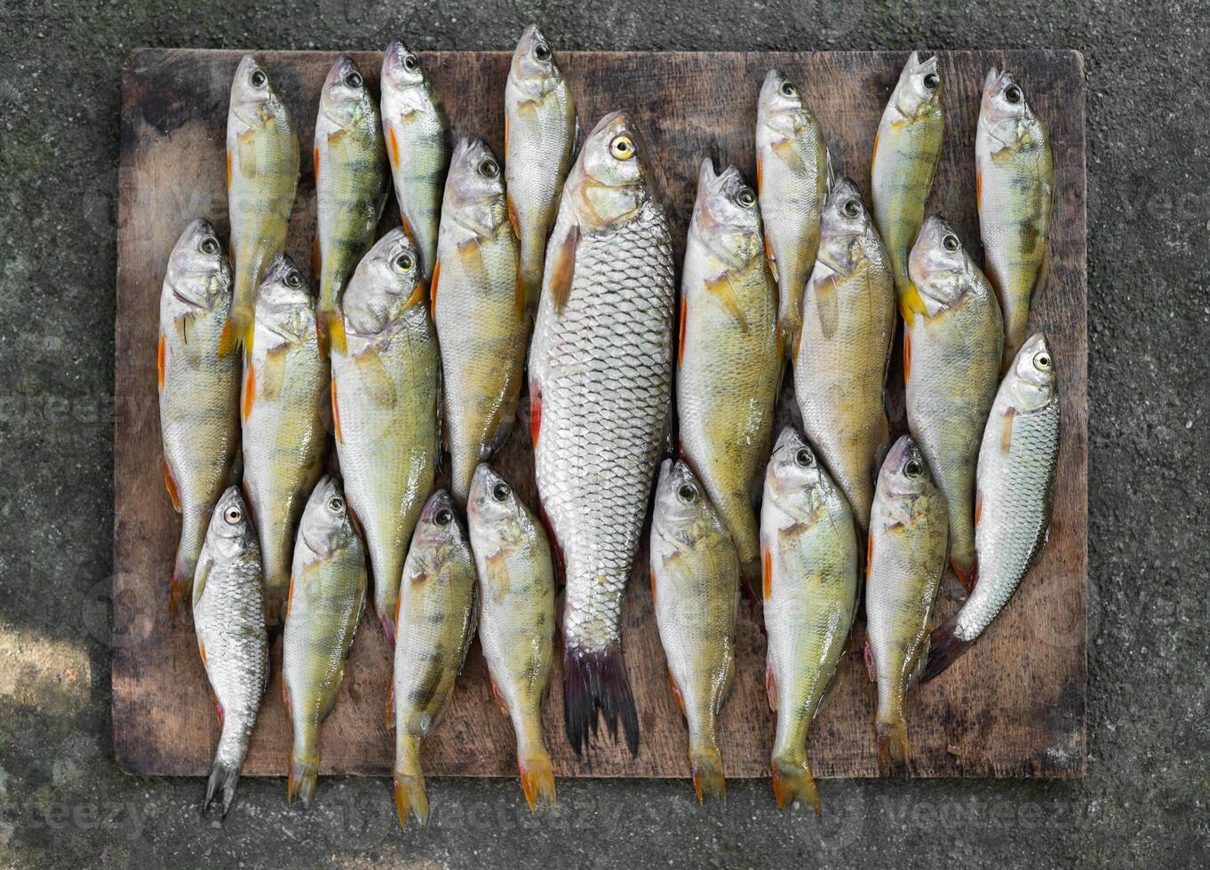 uma lindo pegar do peixe liderar Fora de uma pescador em uma borda foto