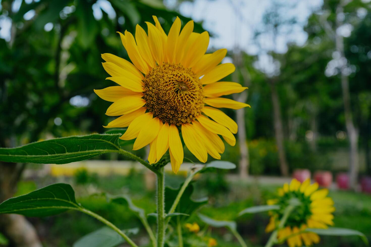 fechar-se do girassol com borrão jardim fundo. foto