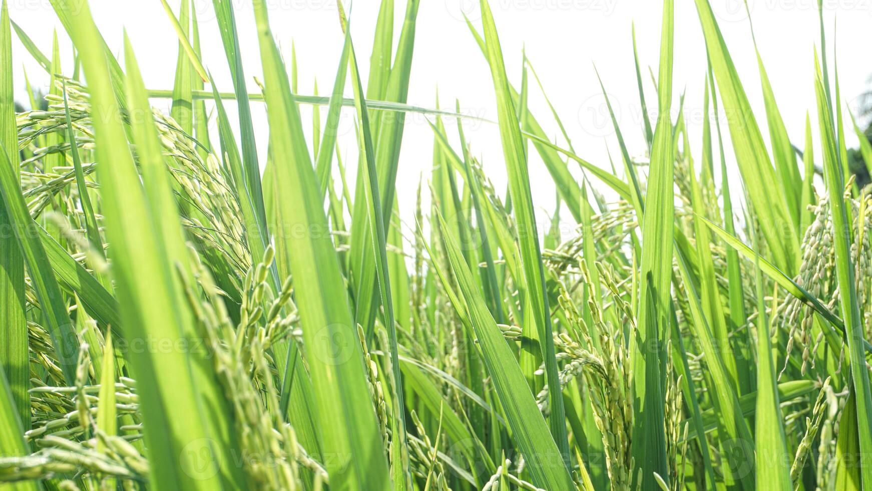 arroz plantas e arroz Campos dentro a manhã e orvalho ainda em a folhas foto