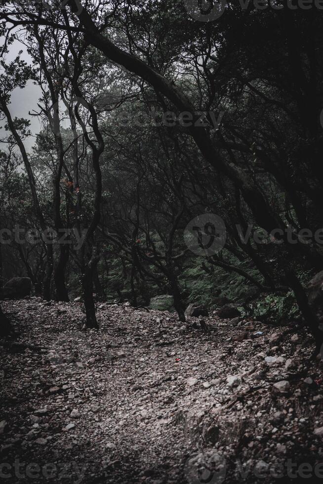 branco cratera floresta, oeste Java foto