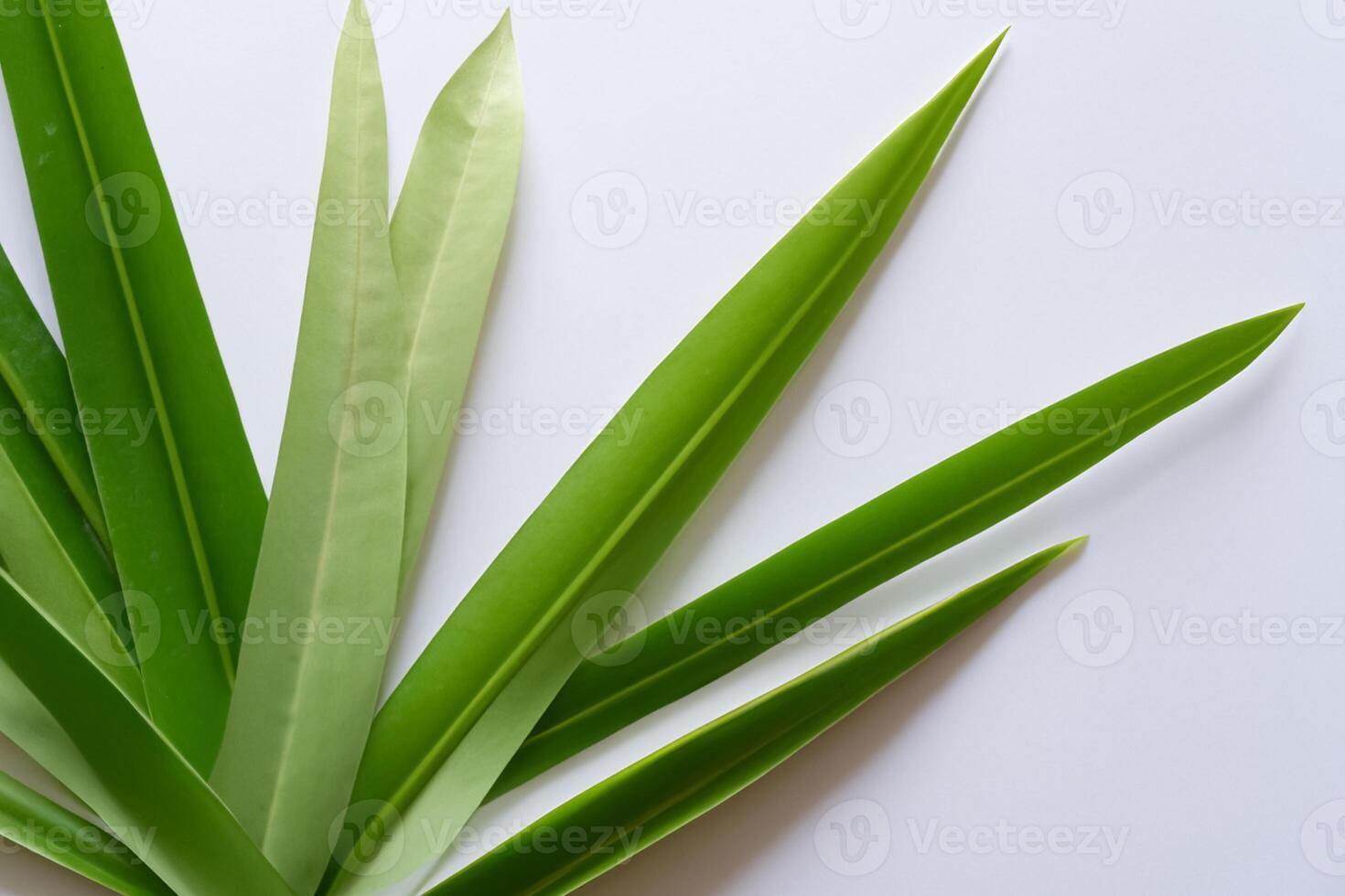 uma culinária odisséia com a lindo Pandan folha, infundindo delicado aromas e vibrante verde matizes para dentro requintado pratos, elevando sabor perfis com da natureza fresco elegância foto