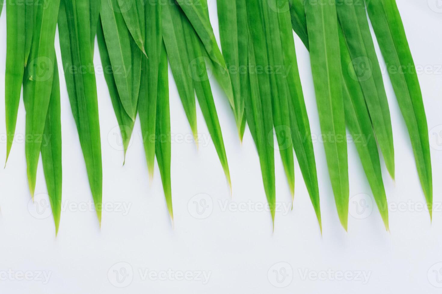 uma culinária odisséia com a lindo Pandan folha, infundindo delicado aromas e vibrante verde matizes para dentro requintado pratos, elevando sabor perfis com da natureza fresco elegância foto