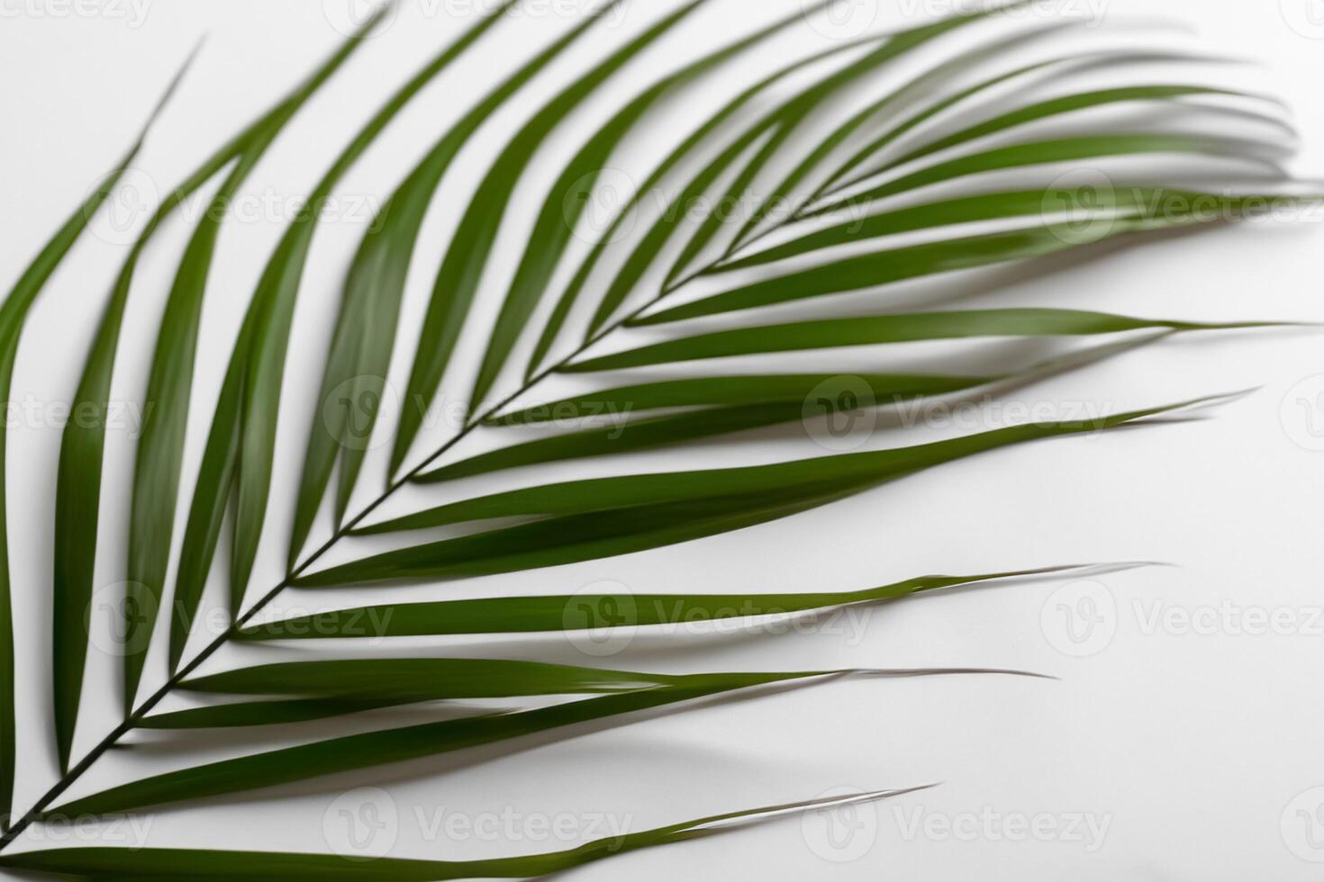 revelação dentro a tropical esplendor do lindo Palma folhas, Onde Beijado pelo sol, ensolarado frondes balançar dentro da natureza ritmo, construindo uma tirar o fôlego tapeçaria do exótico elegância e sem fim tranquilidade foto