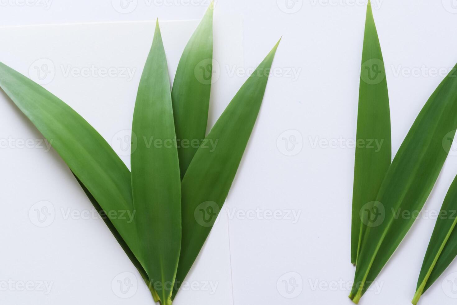 uma culinária odisséia com a lindo Pandan folha, infundindo delicado aromas e vibrante verde matizes para dentro requintado pratos, elevando sabor perfis com da natureza fresco elegância foto