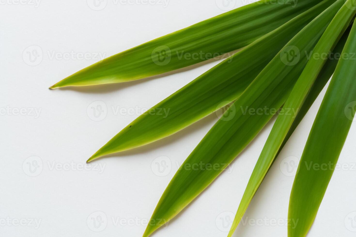 uma culinária odisséia com a lindo Pandan folha, infundindo delicado aromas e vibrante verde matizes para dentro requintado pratos, elevando sabor perfis com da natureza fresco elegância foto