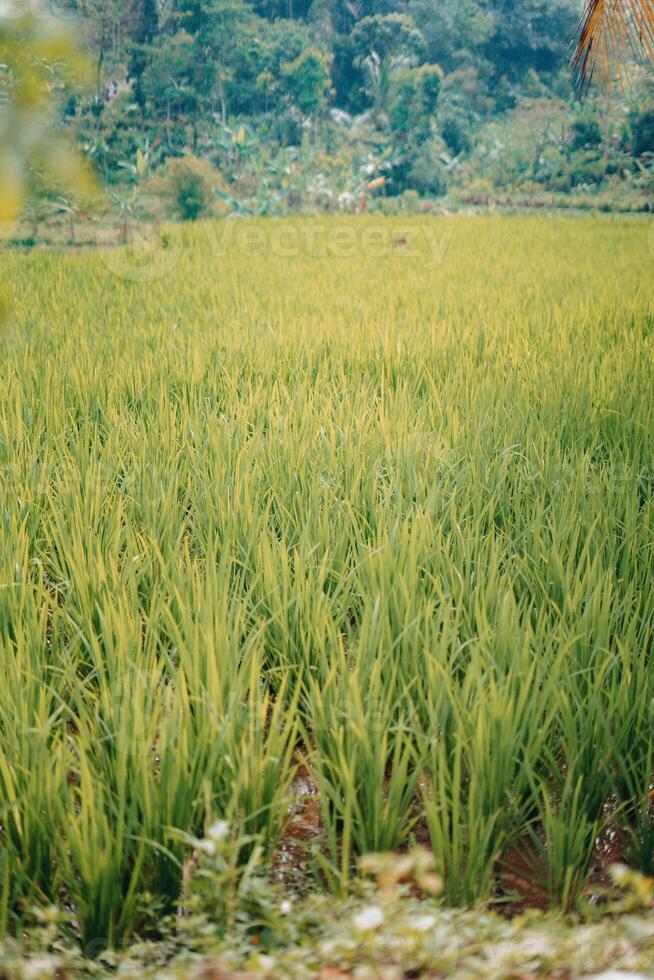 explorar sentul bogor espetacular cachoeiras e floresta trilhas. uma caminhada aventura com amigos dentro Gunung pancar. deslumbrante fotografia - Maravilhoso Indonésia foto