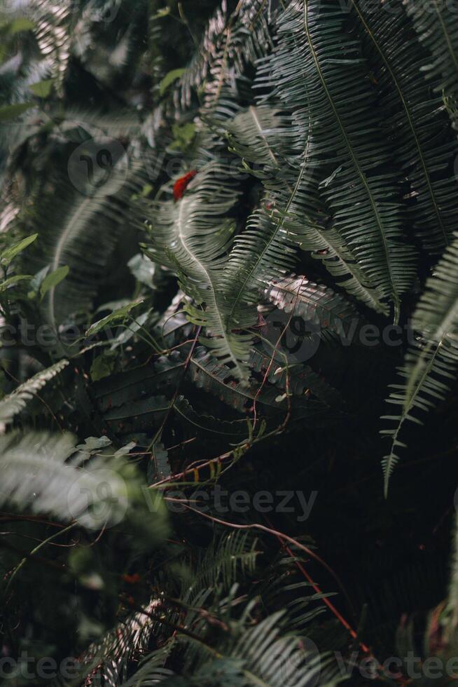 explorar sentul bogor espetacular cachoeiras e floresta trilhas. uma caminhada aventura com amigos dentro Gunung pancar. deslumbrante fotografia - Maravilhoso Indonésia foto